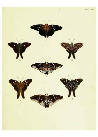 Reproducción/Reproduction 22621400171: De uitlandsche kapellen voorkomende in de drie waereld-deelen, Asia, Africa en America,. Amsteldam,Chez S. J. Baalde;1779-1782.