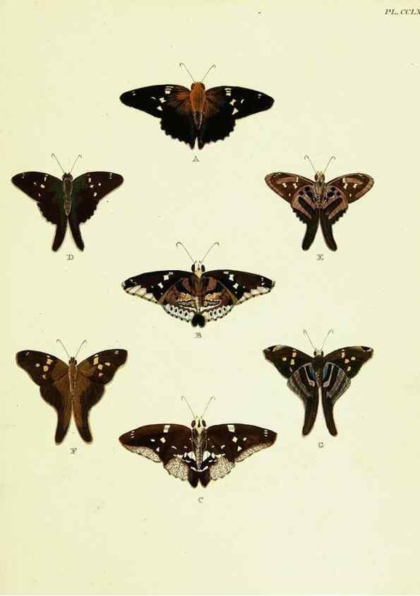 Reproducción/Reproduction 22621400171: De uitlandsche kapellen voorkomende in de drie waereld-deelen, Asia, Africa en America,. Amsteldam,Chez S. J. Baalde;1779-1782.