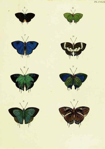 Reproducción/Reproduction 22596645572: De uitlandsche kapellen voorkomende in de drie waereld-deelen, Asia, Africa en America,. Amsteldam,Chez S. J. Baalde;1779-1782.