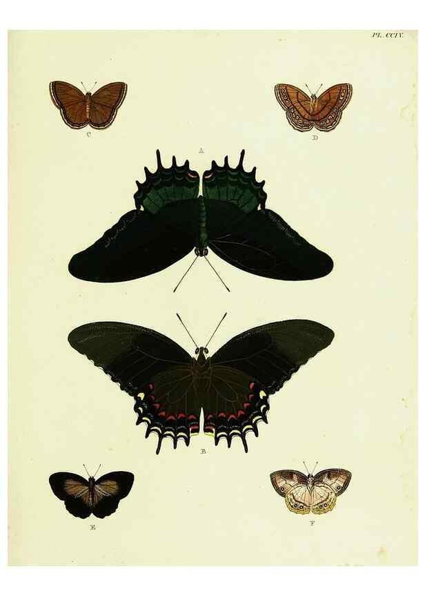 Reproducción/Reproduction 22583920526: De uitlandsche kapellen voorkomende in de drie waereld-deelen, Asia, Africa en America,. Amsteldam,Chez S. J. Baalde;1779-1782.