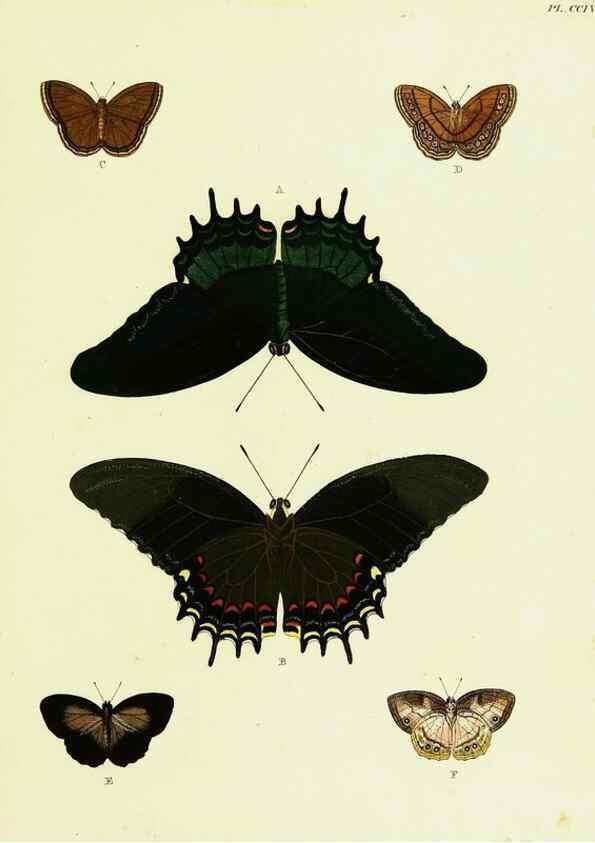 Reproducción/Reproduction 22583920526: De uitlandsche kapellen voorkomende in de drie waereld-deelen, Asia, Africa en America,. Amsteldam,Chez S. J. Baalde;1779-1782.