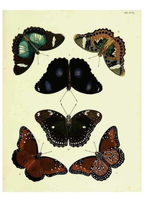 Reproducción/Reproduction 22583923986: De uitlandsche kapellen voorkomende in de drie waereld-deelen, Asia, Africa en America,. Amsteldam,Chez S. J. Baalde;1779-1782.