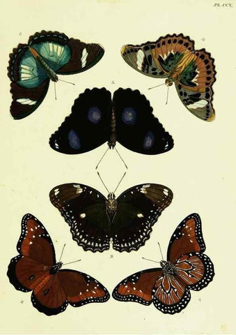 Reproducción/Reproduction 22583923986: De uitlandsche kapellen voorkomende in de drie waereld-deelen, Asia, Africa en America,. Amsteldam,Chez S. J. Baalde;1779-1782.