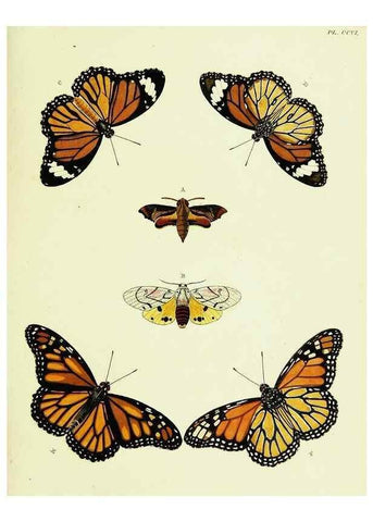 Reproducción/Reproduction 22621155841: De uitlandsche kapellen voorkomende in de drie waereld-deelen, Asia, Africa en America,. Amsteldam,Chez S. J. Baalde;1779-1782.