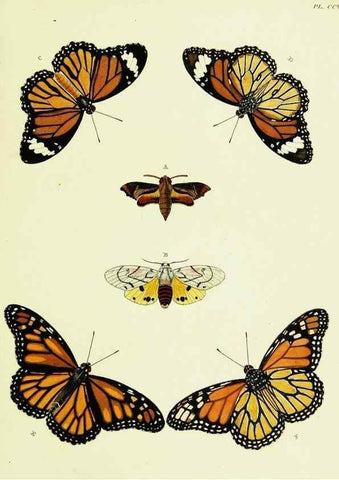 Reproducción/Reproduction 22621155841: De uitlandsche kapellen voorkomende in de drie waereld-deelen, Asia, Africa en America,. Amsteldam,Chez S. J. Baalde;1779-1782.