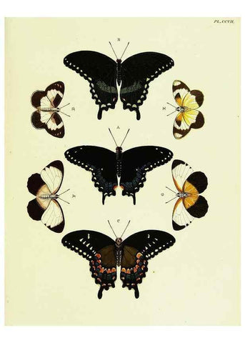 Reproducción/Reproduction 22621166901: De uitlandsche kapellen voorkomende in de drie waereld-deelen, Asia, Africa en America,. Amsteldam,Chez S. J. Baalde;1779-1782.