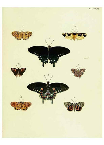 Reproducción/Reproduction 22583946236: De uitlandsche kapellen voorkomende in de drie waereld-deelen, Asia, Africa en America,. Amsteldam,Chez S. J. Baalde;1779-1782.