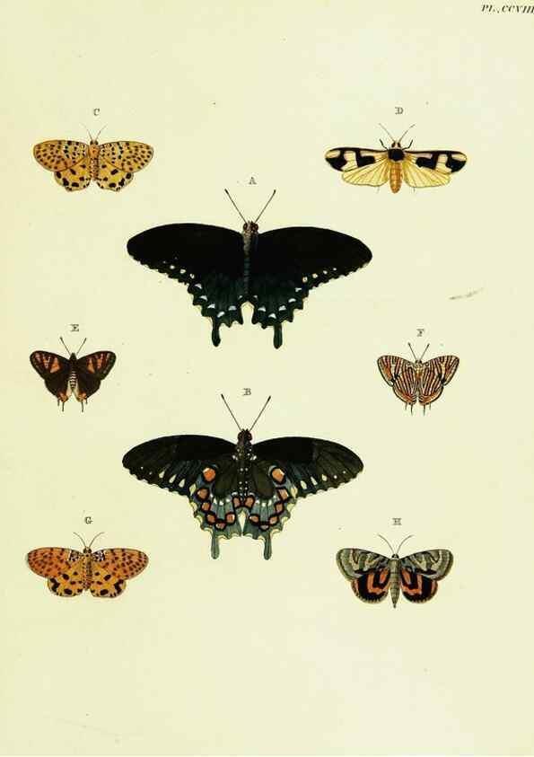 Reproducción/Reproduction 22583946236: De uitlandsche kapellen voorkomende in de drie waereld-deelen, Asia, Africa en America,. Amsteldam,Chez S. J. Baalde;1779-1782.
