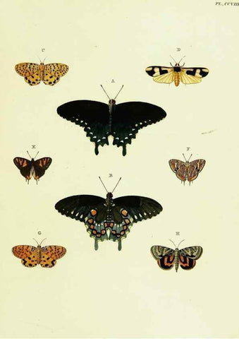 Reproducción/Reproduction 22583946236: De uitlandsche kapellen voorkomende in de drie waereld-deelen, Asia, Africa en America,. Amsteldam,Chez S. J. Baalde;1779-1782.