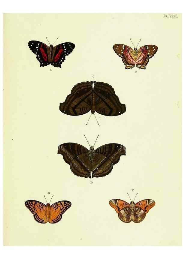 Reproducción/Reproduction 22596427822: De uitlandsche kapellen voorkomende in de drie waereld-deelen, Asia, Africa en America,. Amsteldam,Chez S. J. Baalde;1779-1782.