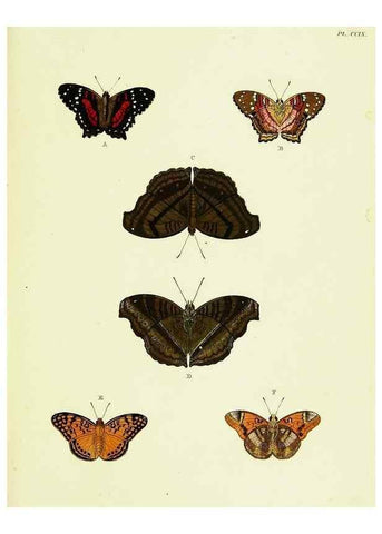 Reproducción/Reproduction 22596427822: De uitlandsche kapellen voorkomende in de drie waereld-deelen, Asia, Africa en America,. Amsteldam,Chez S. J. Baalde;1779-1782.