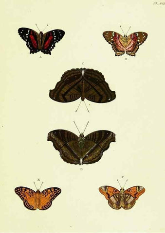 Reproducción/Reproduction 22596427822: De uitlandsche kapellen voorkomende in de drie waereld-deelen, Asia, Africa en America,. Amsteldam,Chez S. J. Baalde;1779-1782.