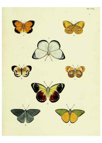 Reproducción/Reproduction 22596432532: De uitlandsche kapellen voorkomende in de drie waereld-deelen, Asia, Africa en America,. Amsteldam,Chez S. J. Baalde;1779-1782.