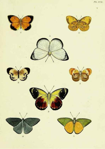 Reproducción/Reproduction 22596432532: De uitlandsche kapellen voorkomende in de drie waereld-deelen, Asia, Africa en America,. Amsteldam,Chez S. J. Baalde;1779-1782.