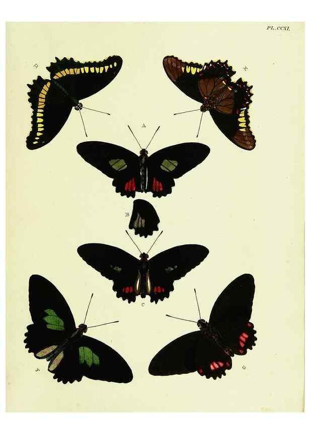 Reproducción/Reproduction 22596436542: De uitlandsche kapellen voorkomende in de drie waereld-deelen, Asia, Africa en America,. Amsteldam,Chez S. J. Baalde;1779-1782.