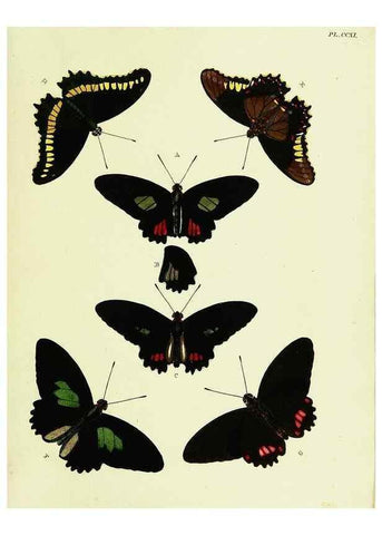 Reproducción/Reproduction 22596436542: De uitlandsche kapellen voorkomende in de drie waereld-deelen, Asia, Africa en America,. Amsteldam,Chez S. J. Baalde;1779-1782.