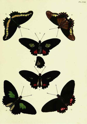 Reproducción/Reproduction 22596436542: De uitlandsche kapellen voorkomende in de drie waereld-deelen, Asia, Africa en America,. Amsteldam,Chez S. J. Baalde;1779-1782.