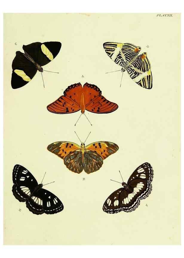 Reproducción/Reproduction 22422041550: De uitlandsche kapellen voorkomende in de drie waereld-deelen, Asia, Africa en America,. Amsteldam,Chez S. J. Baalde;1779-1782.