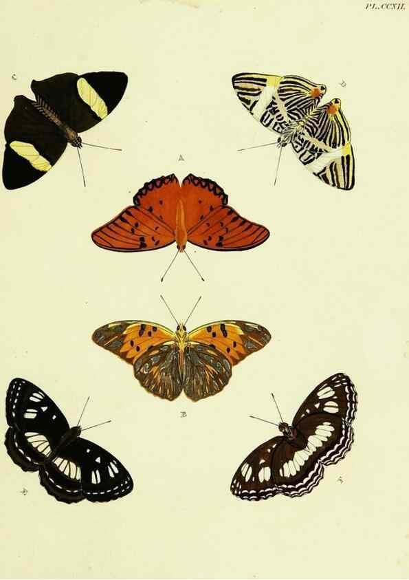 Reproducción/Reproduction 22422041550: De uitlandsche kapellen voorkomende in de drie waereld-deelen, Asia, Africa en America,. Amsteldam,Chez S. J. Baalde;1779-1782.
