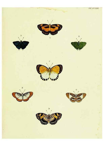 Reproducción/Reproduction 22609970165: De uitlandsche kapellen voorkomende in de drie waereld-deelen, Asia, Africa en America,. Amsteldam,Chez S. J. Baalde;1779-1782.