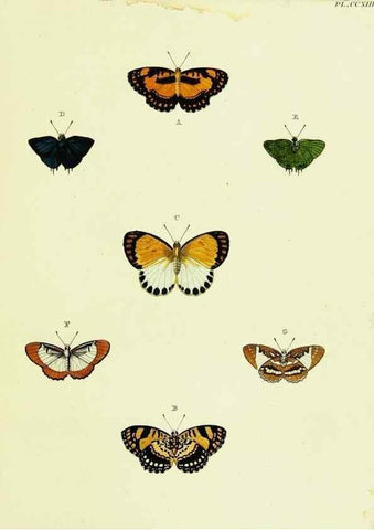 Reproducción/Reproduction 22609970165: De uitlandsche kapellen voorkomende in de drie waereld-deelen, Asia, Africa en America,. Amsteldam,Chez S. J. Baalde;1779-1782.