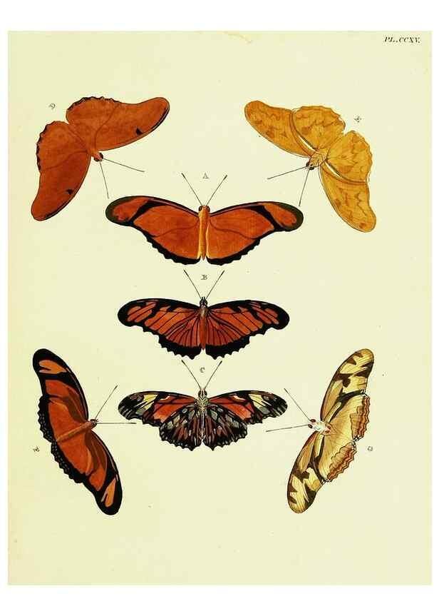 Reproducción/Reproduction 22609977995: De uitlandsche kapellen voorkomende in de drie waereld-deelen, Asia, Africa en America,. Amsteldam,Chez S. J. Baalde;1779-1782.