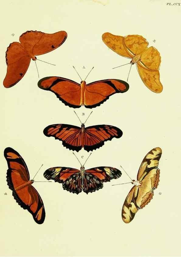 Reproducción/Reproduction 22609977995: De uitlandsche kapellen voorkomende in de drie waereld-deelen, Asia, Africa en America,. Amsteldam,Chez S. J. Baalde;1779-1782.