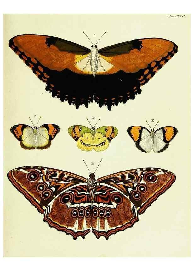 Reproducción/Reproduction 22621210401: De uitlandsche kapellen voorkomende in de drie waereld-deelen, Asia, Africa en America,. Amsteldam,Chez S. J. Baalde;1779-1782.