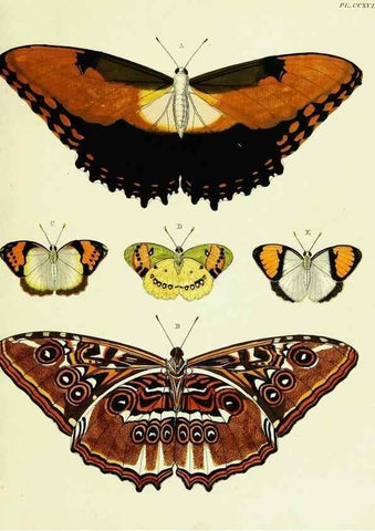 Reproducción/Reproduction 22621210401: De uitlandsche kapellen voorkomende in de drie waereld-deelen, Asia, Africa en America,. Amsteldam,Chez S. J. Baalde;1779-1782.