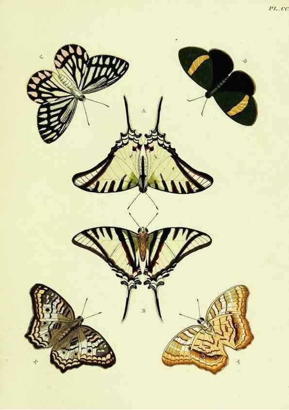 Reproducción/Reproduction 22421990980: De uitlandsche kapellen voorkomende in de drie waereld-deelen, Asia, Africa en America,. Amsteldam,Chez S. J. Baalde;1779-1782.