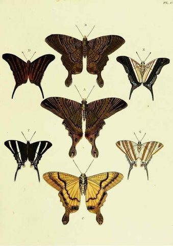 Reproducción/Reproduction 22609906775: De uitlandsche kapellen voorkomende in de drie waereld-deelen, Asia, Africa en America,. Amsteldam,Chez S. J. Baalde;1779-1782.