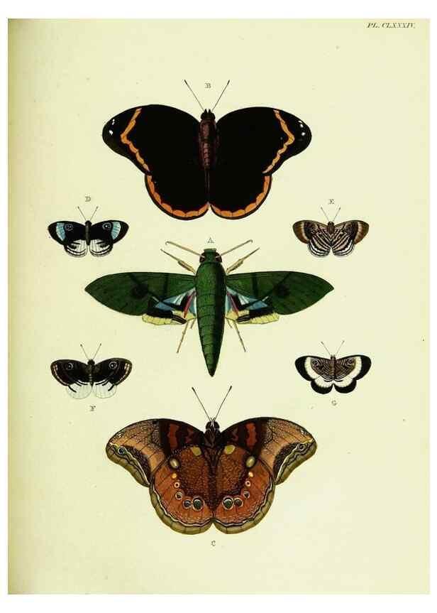Reproducción/Reproduction 22595726962: De uitlandsche kapellen voorkomende in de drie waereld-deelen, Asia, Africa en America,. Amsteldam,Chez S. J. Baalde;1779-1782.