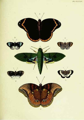 Reproducción/Reproduction 22595726962: De uitlandsche kapellen voorkomende in de drie waereld-deelen, Asia, Africa en America,. Amsteldam,Chez S. J. Baalde;1779-1782.
