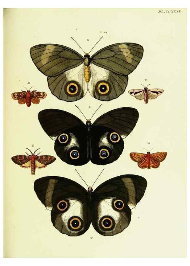 Reproducción/Reproduction 22620475671: De uitlandsche kapellen voorkomende in de drie waereld-deelen, Asia, Africa en America,. Amsteldam,Chez S. J. Baalde;1779-1782.