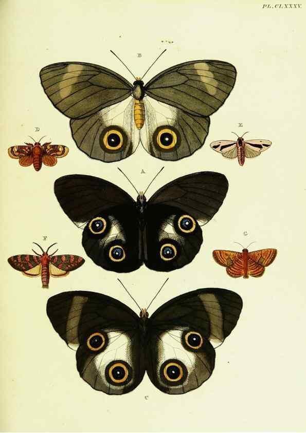 Reproducción/Reproduction 22620475671: De uitlandsche kapellen voorkomende in de drie waereld-deelen, Asia, Africa en America,. Amsteldam,Chez S. J. Baalde;1779-1782.