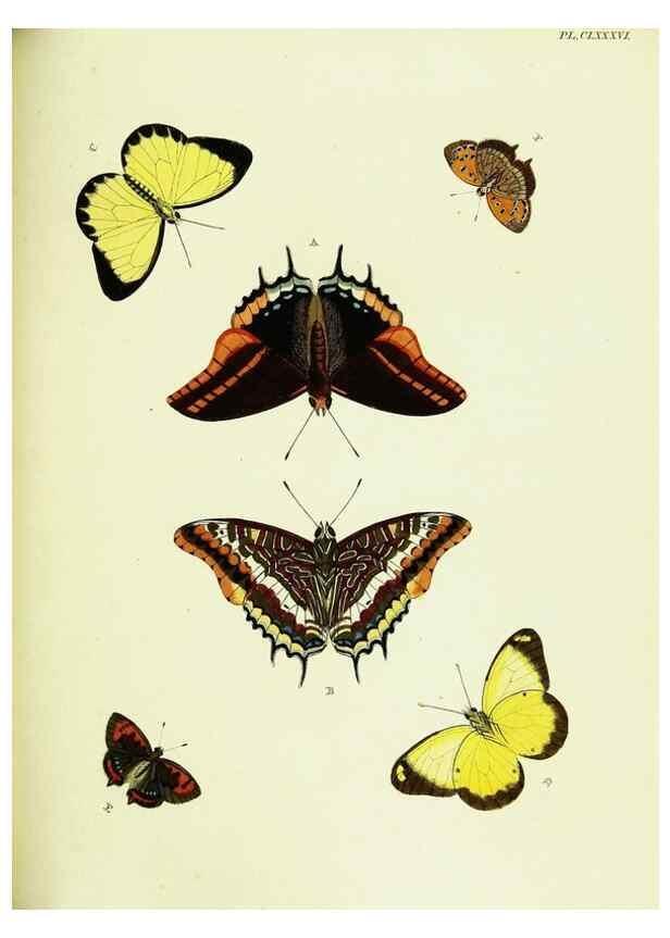 Reproducción/Reproduction 22609267095: De uitlandsche kapellen voorkomende in de drie waereld-deelen, Asia, Africa en America,. Amsteldam,Chez S. J. Baalde;1779-1782.