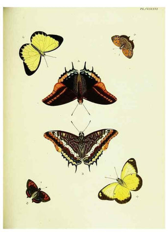 Reproducción/Reproduction 22609267095: De uitlandsche kapellen voorkomende in de drie waereld-deelen, Asia, Africa en America,. Amsteldam,Chez S. J. Baalde;1779-1782.