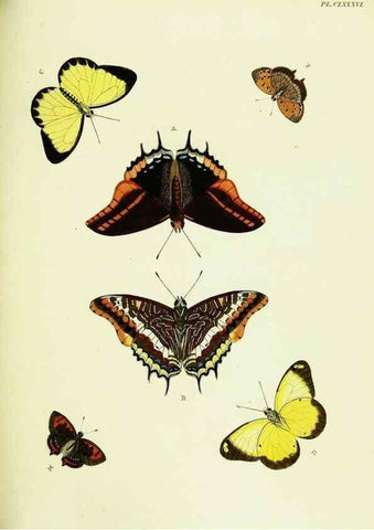 Reproducción/Reproduction 22609267095: De uitlandsche kapellen voorkomende in de drie waereld-deelen, Asia, Africa en America,. Amsteldam,Chez S. J. Baalde;1779-1782.