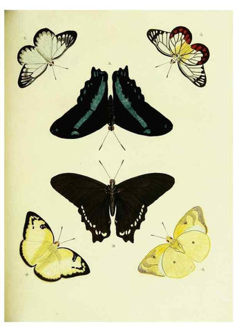 Reproducción/Reproduction 22421341890: De uitlandsche kapellen voorkomende in de drie waereld-deelen, Asia, Africa en America,. Amsteldam,Chez S. J. Baalde;1779-1782.