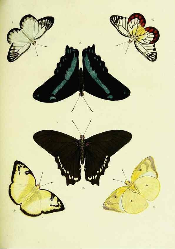Reproducción/Reproduction 22421341890: De uitlandsche kapellen voorkomende in de drie waereld-deelen, Asia, Africa en America,. Amsteldam,Chez S. J. Baalde;1779-1782.