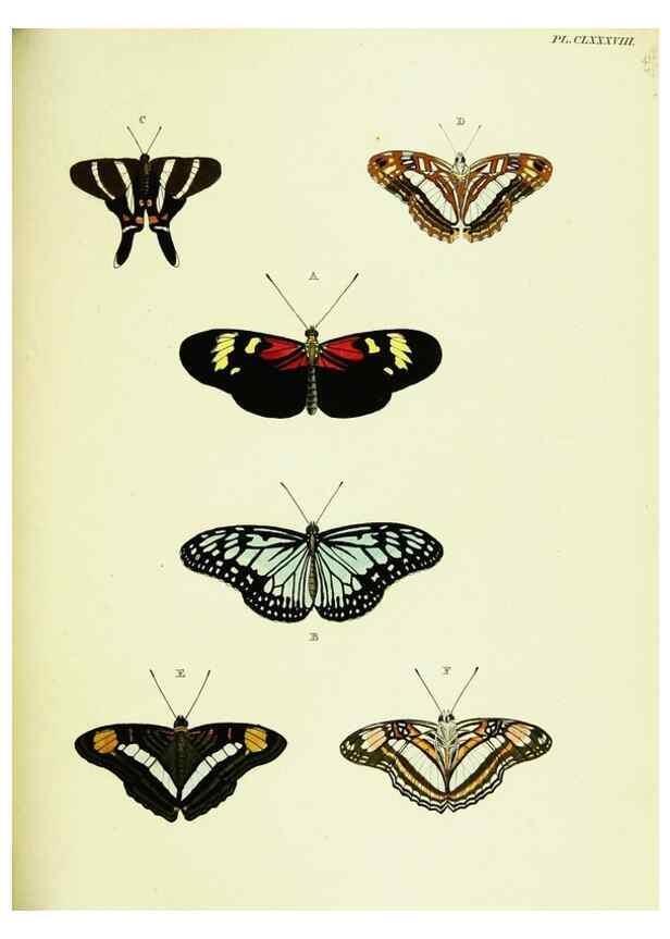 Reproducción/Reproduction 22421347090: De uitlandsche kapellen voorkomende in de drie waereld-deelen, Asia, Africa en America,. Amsteldam,Chez S. J. Baalde;1779-1782.
