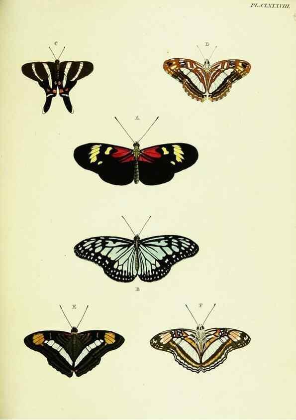 Reproducción/Reproduction 22421347090: De uitlandsche kapellen voorkomende in de drie waereld-deelen, Asia, Africa en America,. Amsteldam,Chez S. J. Baalde;1779-1782.