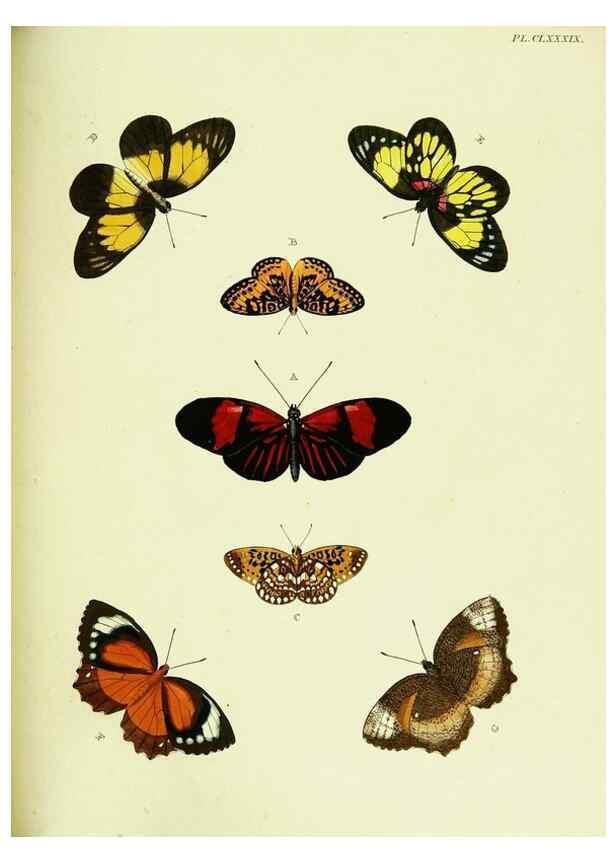 Reproducción/Reproduction 22620497971: De uitlandsche kapellen voorkomende in de drie waereld-deelen, Asia, Africa en America,. Amsteldam,Chez S. J. Baalde;1779-1782.