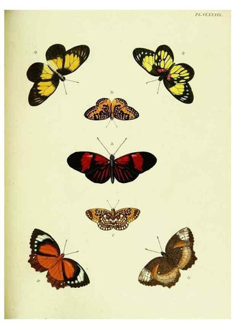 Reproducción/Reproduction 22620497971: De uitlandsche kapellen voorkomende in de drie waereld-deelen, Asia, Africa en America,. Amsteldam,Chez S. J. Baalde;1779-1782.