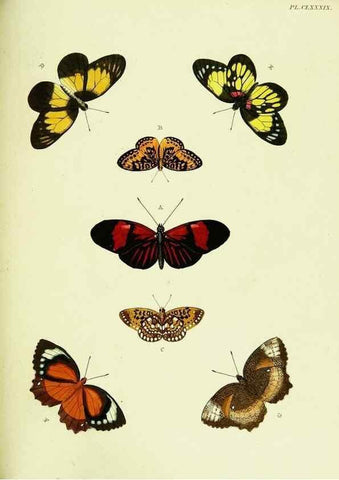 Reproducción/Reproduction 22620497971: De uitlandsche kapellen voorkomende in de drie waereld-deelen, Asia, Africa en America,. Amsteldam,Chez S. J. Baalde;1779-1782.