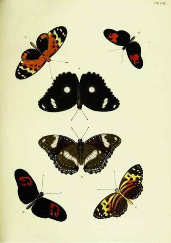 Reproducción/Reproduction 22609288225: De uitlandsche kapellen voorkomende in de drie waereld-deelen, Asia, Africa en America,. Amsteldam,Chez S. J. Baalde;1779-1782.