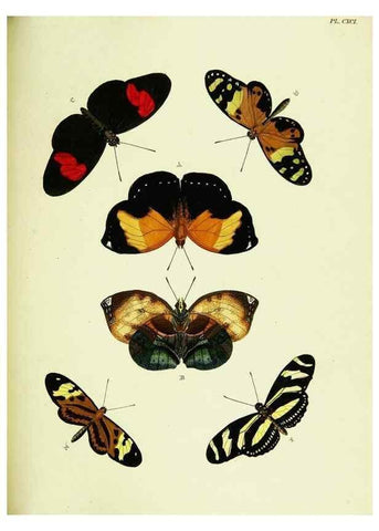 Reproducción/Reproduction 22421358800: De uitlandsche kapellen voorkomende in de drie waereld-deelen, Asia, Africa en America,. Amsteldam,Chez S. J. Baalde;1779-1782.