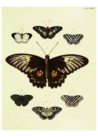 Reproducción/Reproduction 22583874556: De uitlandsche kapellen voorkomende in de drie waereld-deelen, Asia, Africa en America,. Amsteldam,Chez S. J. Baalde;1779-1782.
