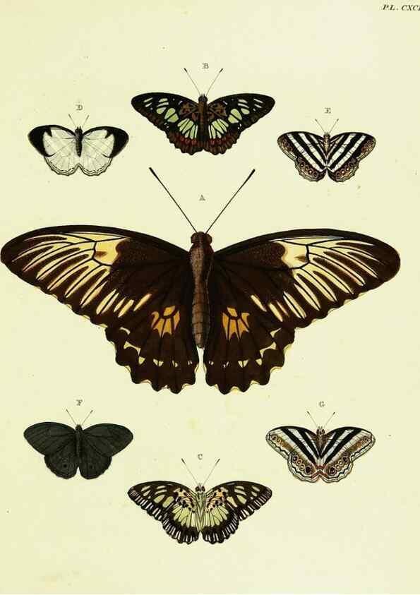 Reproducción/Reproduction 22583874556: De uitlandsche kapellen voorkomende in de drie waereld-deelen, Asia, Africa en America,. Amsteldam,Chez S. J. Baalde;1779-1782.