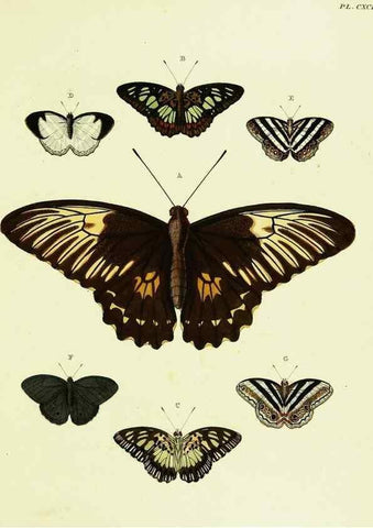 Reproducción/Reproduction 22583874556: De uitlandsche kapellen voorkomende in de drie waereld-deelen, Asia, Africa en America,. Amsteldam,Chez S. J. Baalde;1779-1782.